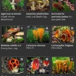 IFungi: Ένας πλήρης οδηγός για μανιτάρια 6 iFUNGI 4