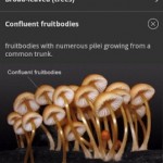 IFungi: Ένας πλήρης οδηγός για μανιτάρια 8 iFUNGI 6