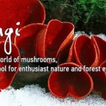 iFUNGI main