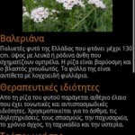 Giatrosofia: Όλα για τα βότανα και τα αιθέρια έλαια! 5 Giatrosofia 4